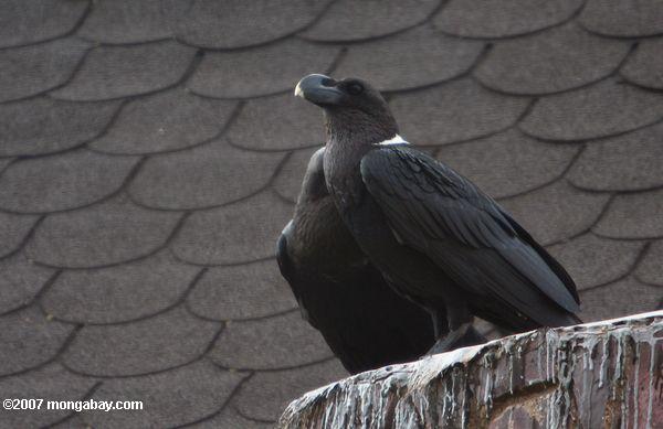 À col blanc Raven (Corvus albicollis)