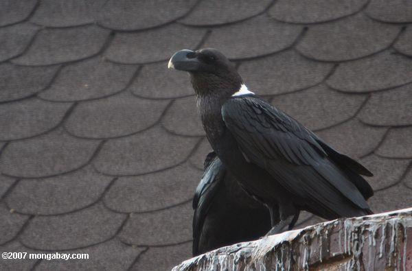 À col blanc Raven (Corvus albicollis)