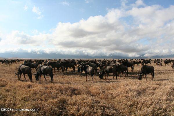 Rebaño de azul wildebeest