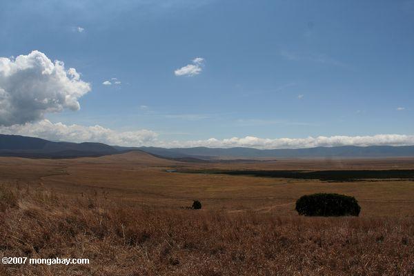 Wiese der Ngorongoro Krater