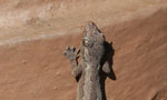 Spiny-tailed house gecko (Hemidactylus frenatus)