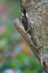 Garden fence lizard (Calotes versicolor)