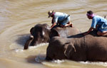 Mahouts atop elephants in a river