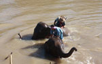 Mahouts atop elephants in a river