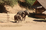 Elephant Camp at Chiang Sean