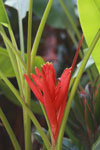 Red heliconia