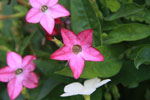 Tobacco (Nicotiana) flower
