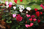 Red, white, and pink cyclamen