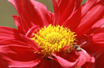 Honeybee approaching a red dahlia