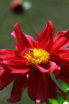 Red dahlia with a bee
