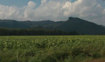 Tobacco fields in northern Thailand