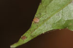 Ticks on the underside of a leaf