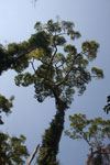 Towering canopy tree