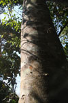 Claw marks from a tree-climbing bear