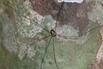 Long-legged spider