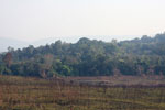 Managed grassland and forest in Khao Yai