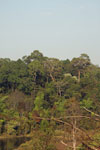 Rainforest in Khao Yai
