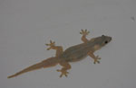 Flat-tailed house gecko (Cosymbotus platyurus)