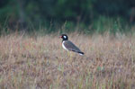Red-wattled lapwing (Vanellus indicus)