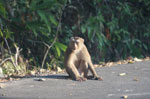 Pair of baby Northern Pig-tailed Macaques (Macaca nemestrina)