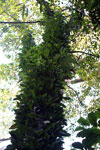 Tree trunk dense with orchids and epiphytes