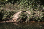 Siamese crocodile (Crocodylus siamensis)