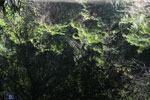 Rainforest vegetation reflected in a blackwater creek