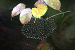 Frog eggs floating on the surface of a pond