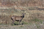 Sambar deer (Cervus unicolor)