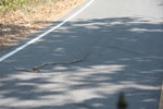 King cobra crossing a road in Khao Yai