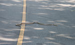 King cobra (Ophiophagus hannah) cross a road