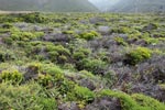 Coastal vegetation in Big Sur