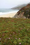 Ice plant, other coastal vegetation, and beach in Big Sur