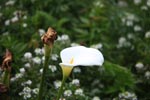 White calla lilies in Big Sur