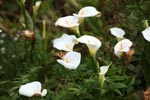 White calla lilies in Big Sur