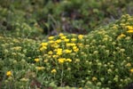 Yellow flowers in Big Sur