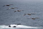 Pelicans in flight over Big Sur