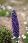 Tower of Jewels (Echium wildpretii) flower in Big Sur