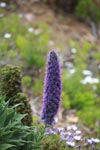 Purple flower in Big Sur