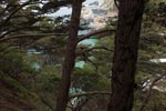 Pine trees on the Big Sur coast