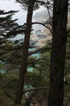 Pine trees on the Big Sur coast