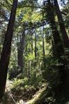 Redwood forest in Pfeiffer Big Sur State Park