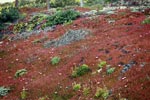 Red iceplant 