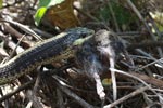 Garter snake (Thamnophis atratus) swallowing a rat in Big Sur