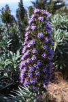 Purple flower (Tower of Jewels - Echium wildpretii) in Big Sur