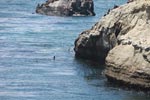 Sea lions in Santa Cruz