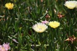 Yellow flower of Ice plant