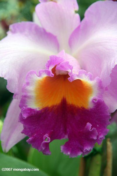 фиолетовый, розовый, и оранжевый-желтый цветок орхидеи