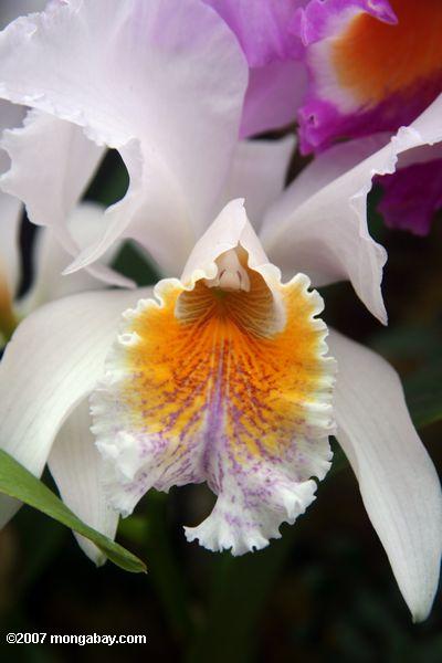 Weiße, gelbe und lavendar Orchideeblüte