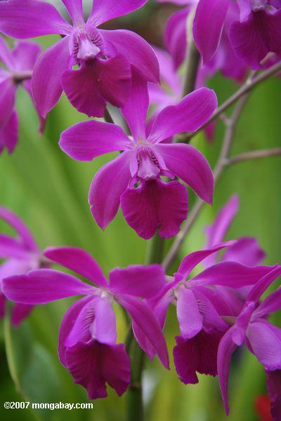 Magenta-rot-purpurrote Orchideeblüten